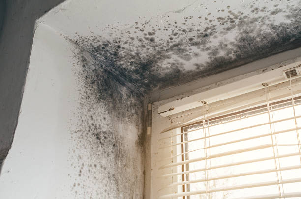 Affordable Mold Remediation solutions in Berwyn, IL